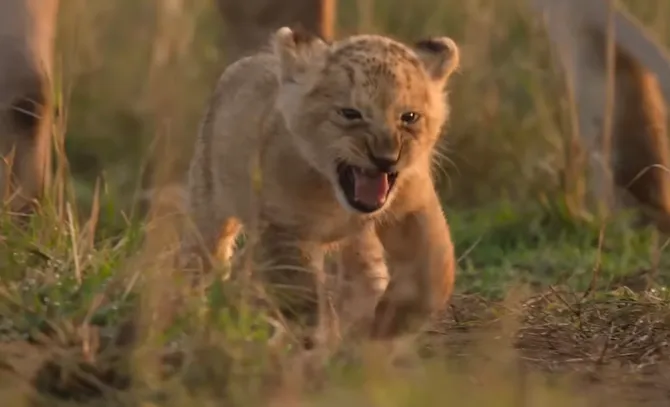 REVIEW: ‘Lion’ — captivating tale of a young lion’s life with distracting Disneyfication