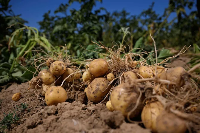 World’s soils deteriorating while solutions go unused: UN