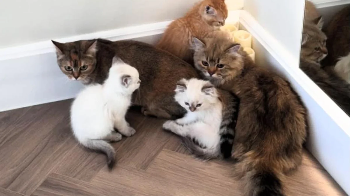 Kittens roam the hall, nap near the mats, and turn a regular wellness class into something softer and more social. (Supplied)