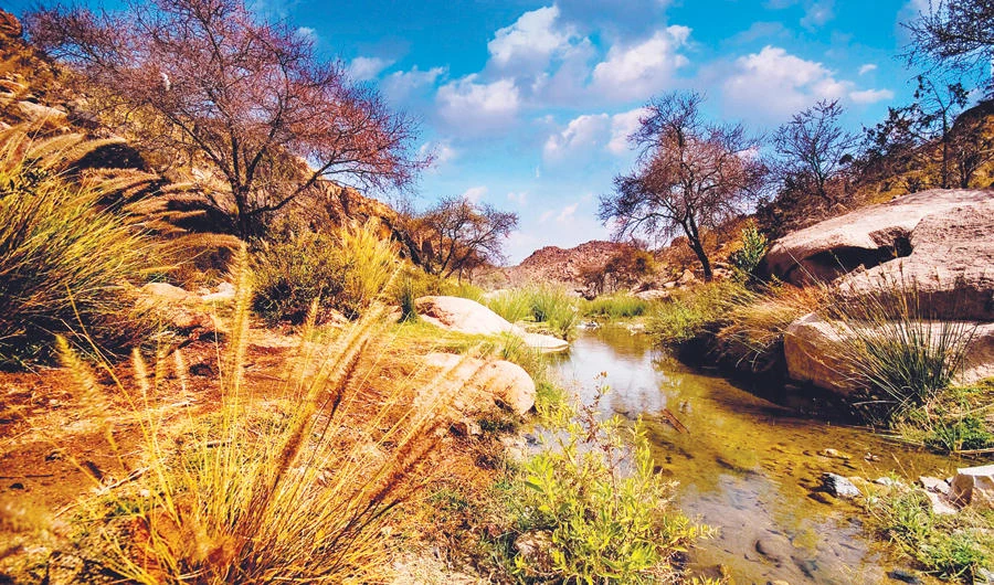 Photo/Colors of Saudi