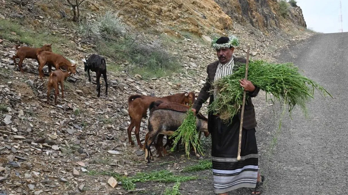 Herder’s call preserves ancient heritage in Jazan