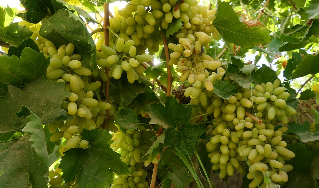 Clusters of ripe grapes hang from vines at a vineyard in Quetta, Pakistan on September 30, 2026. (AN photo)