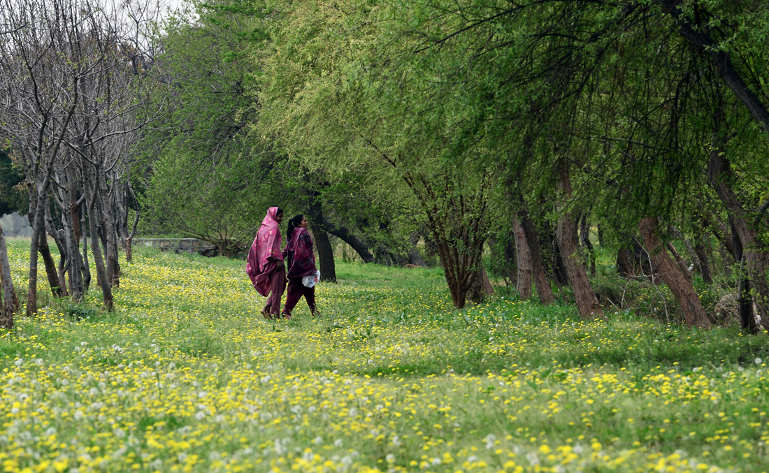 District Health Officer Muhammad Najeeb Durrani estimates that more than 130,000 patients with pollen allergy symptoms registered this spring at Islamabad’s various health facilities. (AFP photo)