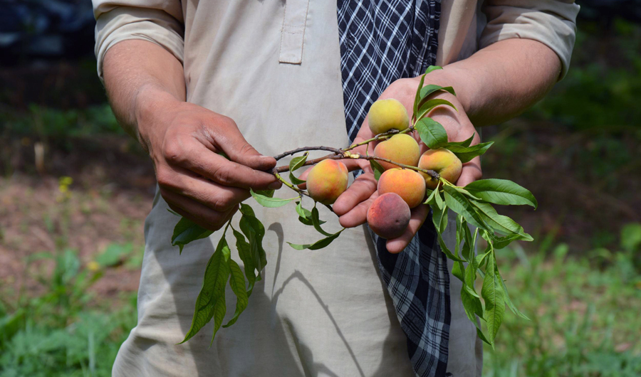 In this file photo, fruit farmer Adil Khan shows apricots that have ripened nearly a month ahead of schedule in the town of Mardan, in Pakistan’s northwest province of Khyber-Pakhtunkhwa, April 26, 2018. (REUTERS)