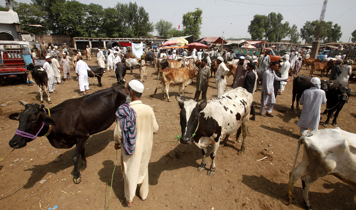 The Kala Mandi cattle market in Peshawar. (AN photo)