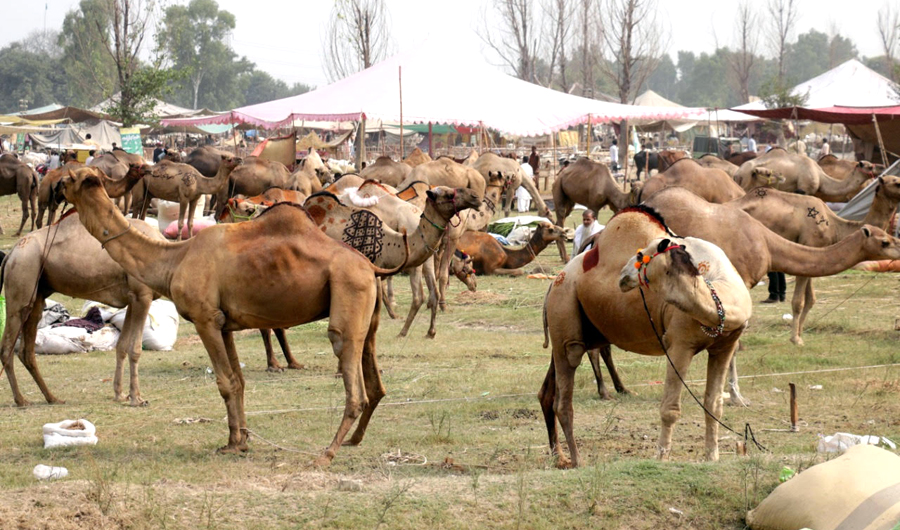 Sacrificial camels are brought to Lahore’s makeshift cattle market ahead of Eid Al-Adha. These animals have been kept in a separate corner. (AN photos by Malik Shafiq)