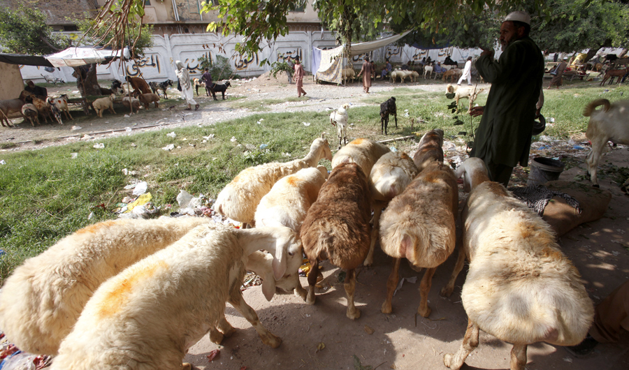 A man with his herd of sheep in Gulberg area of Peshawar Saddar. (AN photos)