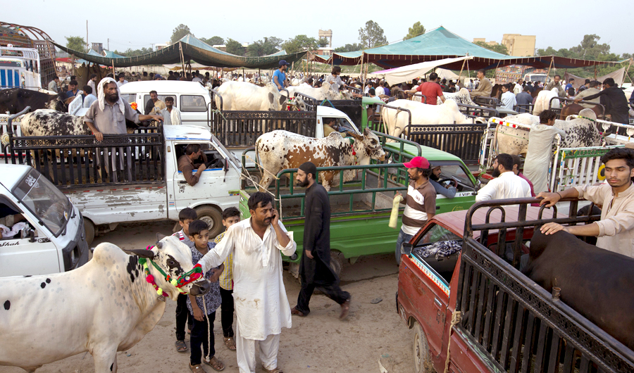 In this file photo, People carry animals they bought at a cattle market for the upcoming Muslim festival Eid al-Adha in Islamabad, Pakistan, on Aug. 20, 2018. (AP)