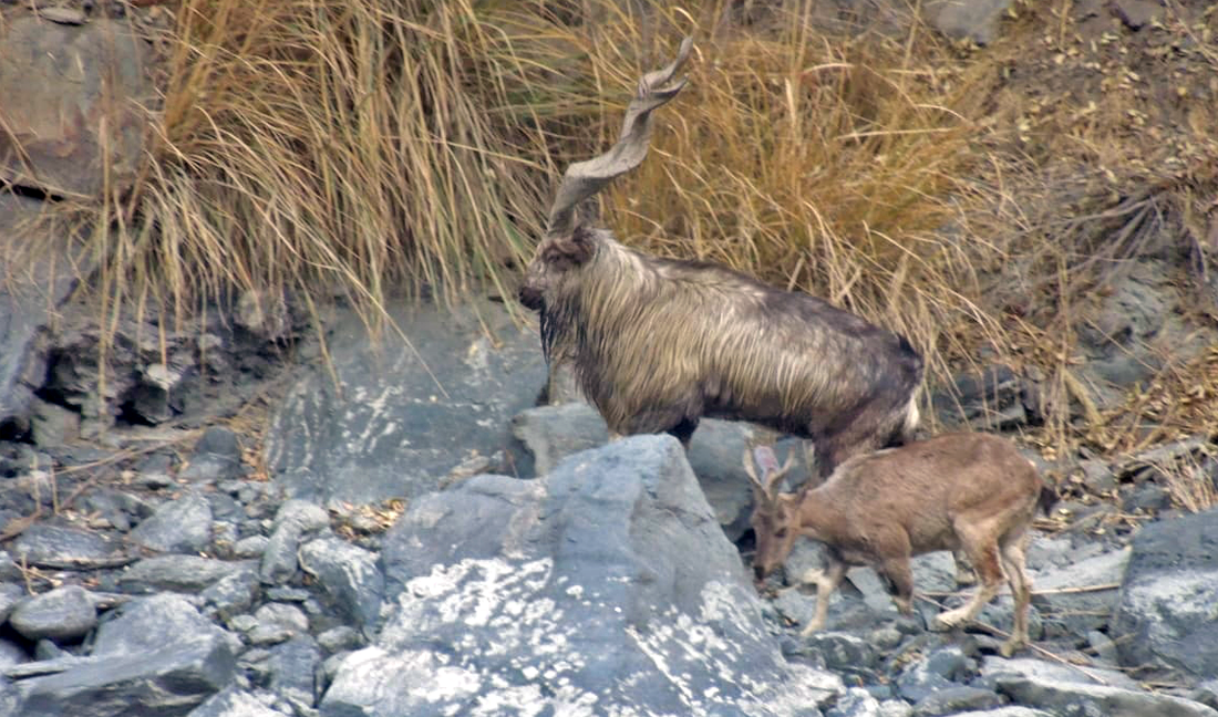 The Village Conservation Committee (VCC) and Wildlife Department have successfully increased the number of the endangered specie from a few hundred to over 4,000 in the last three decades. (Photo courtesy: Shahzada Hasnat ud Din)