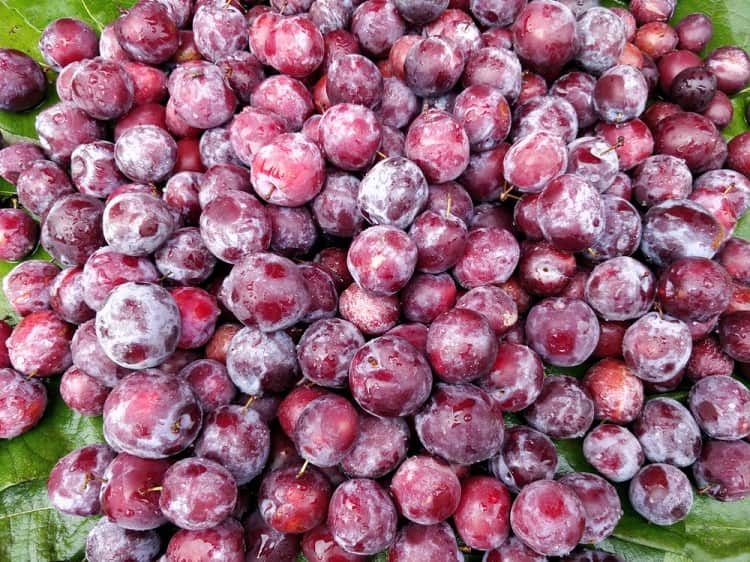 With its botanical name as Grewia Asiatica, falsa or phalsa traces its roots to South Asia and is very similar to the blueberry. Photo (Social Media)