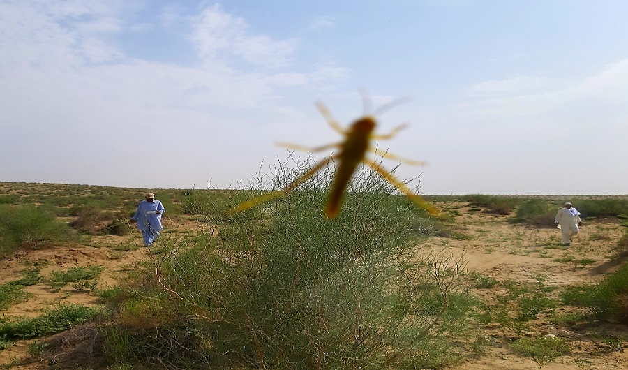 A locust lands on the camera as surveyors pass by infested crops in Mirwah subdivision of Pakistan’s southern Sindh province on June 18, 2019 (Photo by Nisar Khaskheli)