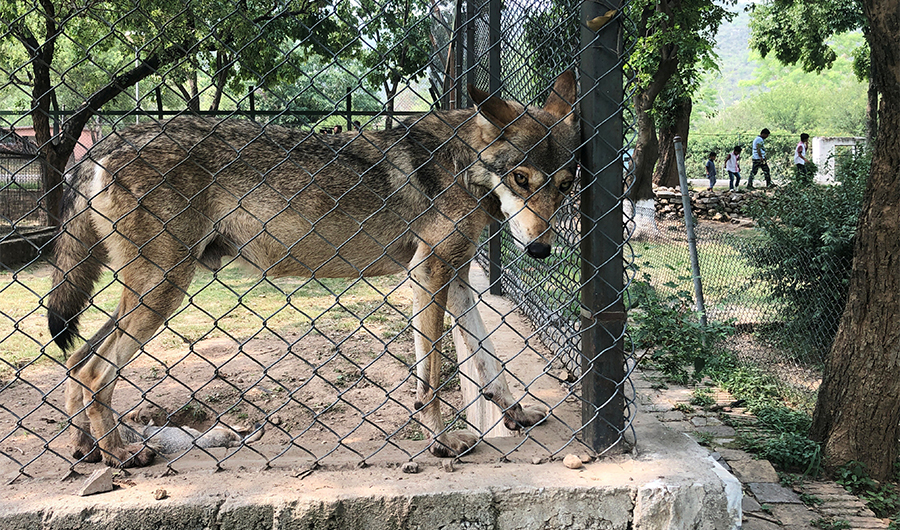 A wolf stands at the ledge of its enclosure while people walk during a picnic at the Islamabad Zoo in Islamabad, Pakistan July 22, 2019. Picture taken July 22, 2019. REUTERS/Saad Sayeed