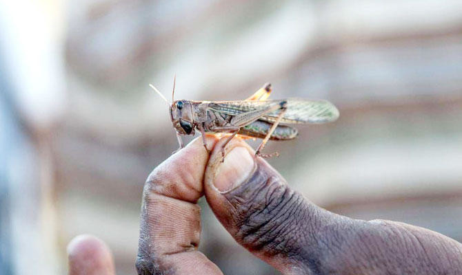 A member of the FAO with a locust at a camp in Madagascar. The FAO uses insecticides to reduce the threat of swarms of the voracious feeders, which can eat their own body weight in a day. (AFP)