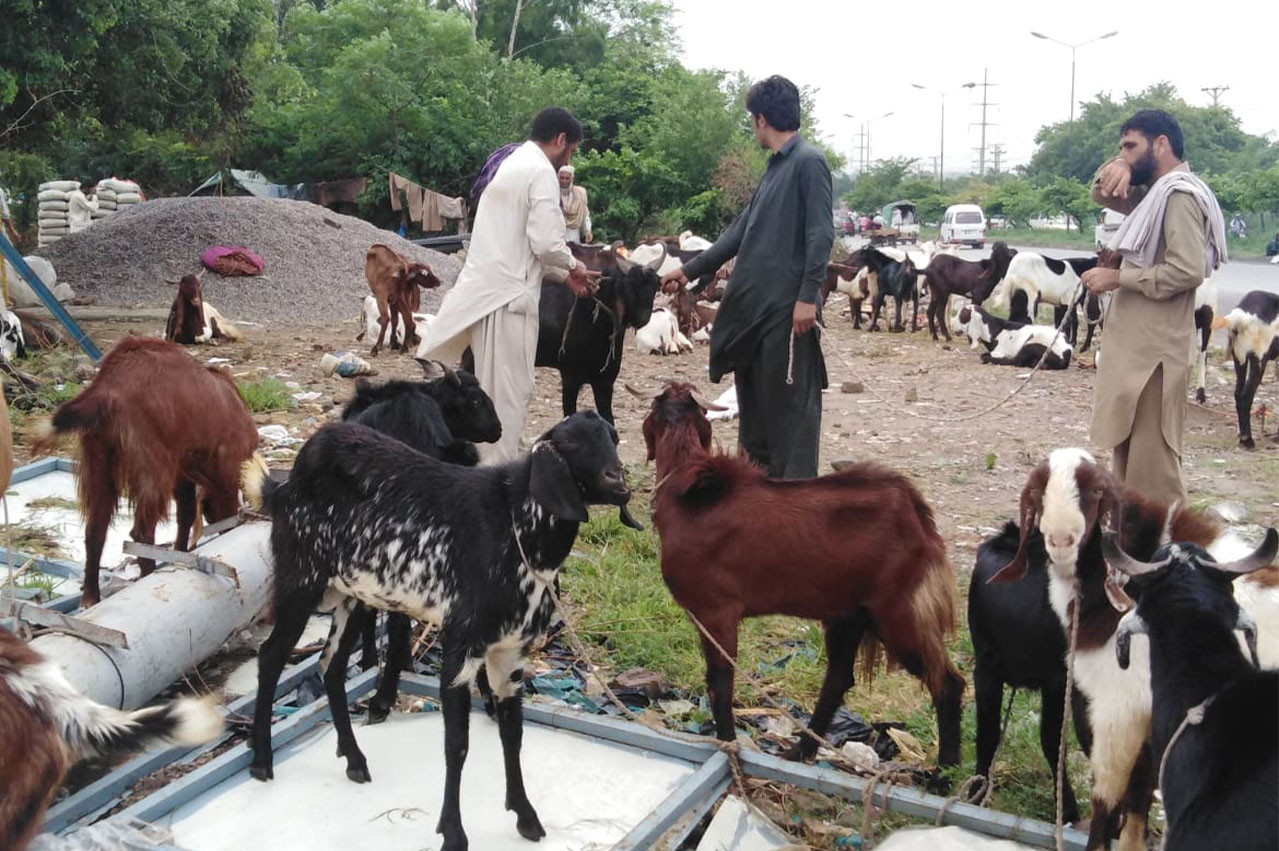 A wide view of local cattle market in Peshawar on August 7, 2019 where sacrificial animals are on sale. Prices of sacrificial animals remain unaffordable in northwestern part of Pakistan with the dealers blaming surge in cattle prices due to ban on their import from Afghanistan through Pak-Afghan Torkham border. (AN photo)