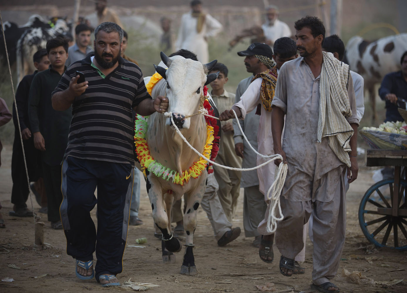 Pakistani customers with a cow they bought from a market to sacrifice on Eid Al-Adha in Islamabad, Pakistan, on Sept. 17, 2015. (AP / file)