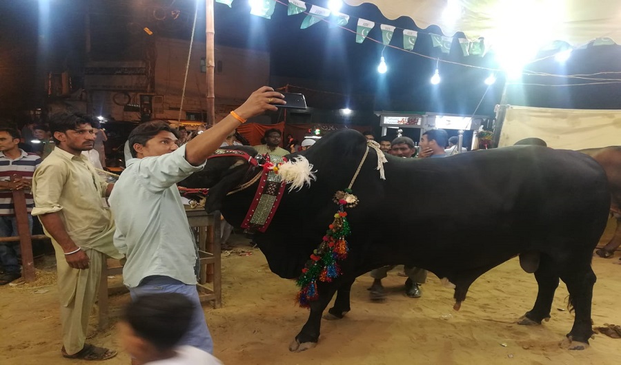 A boy taking a selfie with a bull in the background in Karachi's Burns Road area on August 9, 2019 (AN Photo)