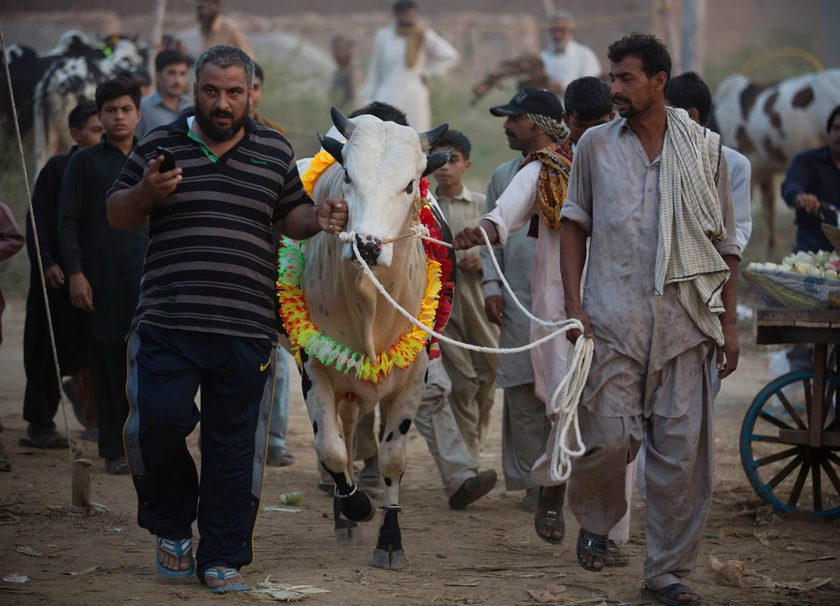 Pakistani customers with a cow they bought from a market to sacrifice on Eid Al-Adha in Islamabad, Pakistan, on Sept. 17, 2015. (AP / file)