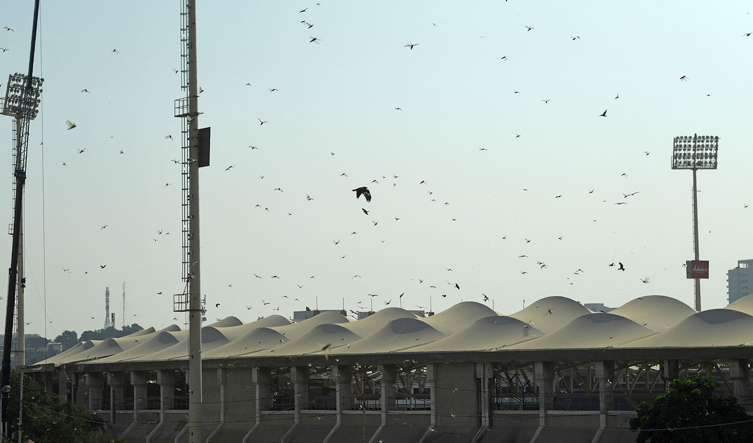 Locusts fly over the National Cricket Stadium in the Pakistan's port city of Karachi on Nov. 11, 2019. (AFP)