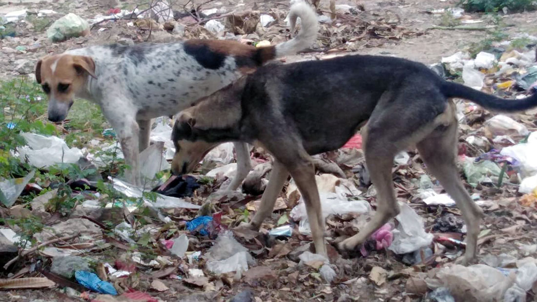 Stray dogs roam the streets of Peshawar on Nov. 12, 2019. (AN photo)