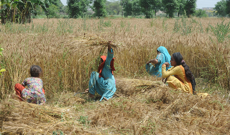 Pakistani farmers harvest wheat corps in a field in Lahore on April 20, 2013. (AFP)