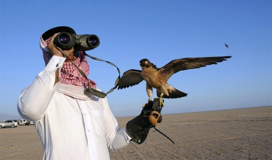 Wealthy hunting parties from the Gulf travel to Pakistan's southwestern Balochistan province every winter to kill the houbara bustard using hunting falcons. (Reuters)