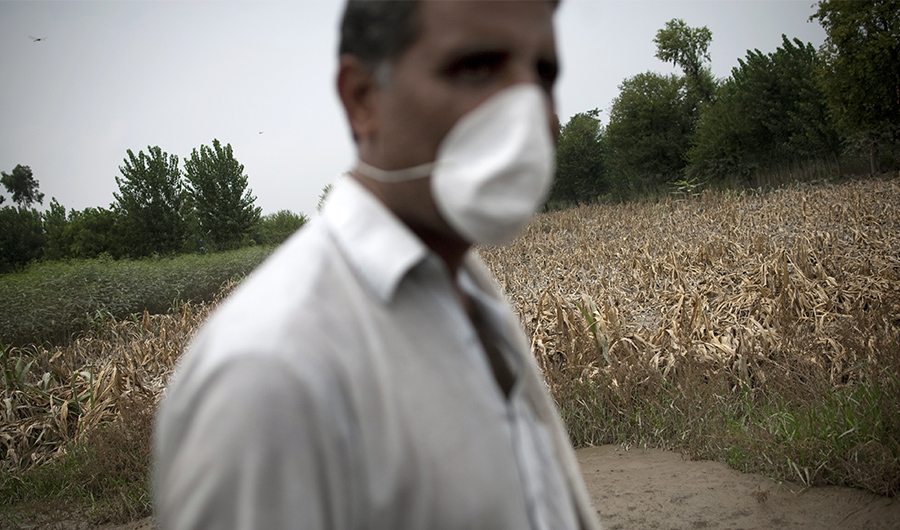 A Pakistani man wearing a mask passes by a withered corn crop affected by floods in the village of Mohib Banda on the outskirts of Nowshera on August 6, 2010. (AFP)
