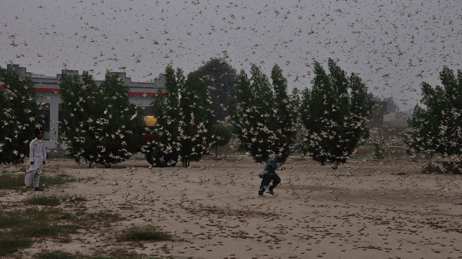 In this file photo, Pakistani children try to avoid locusts swarming in Rahimyar Khan on Nov. 13, 2019. (AP)