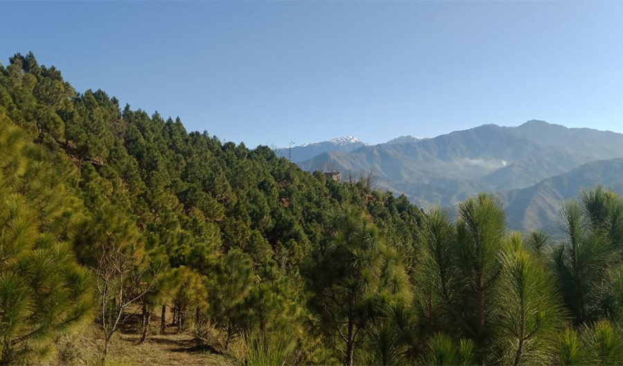 A decade after the first tree was planted, pines and cedars cover the hilly Bazkhela area in October 2019. (Photo courtesy: Biodiversity Conservation Foundation)