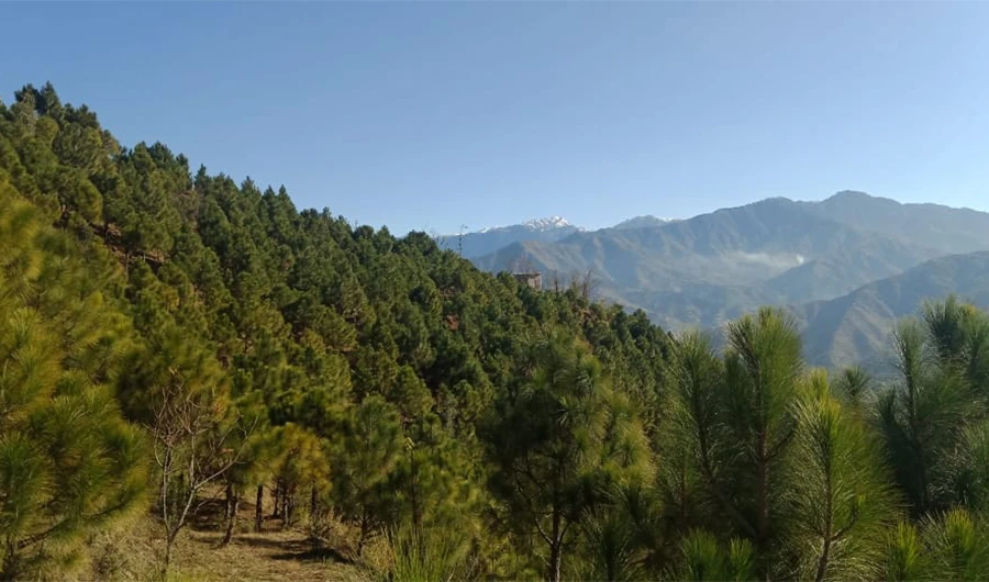 A decade after the first tree was planted, pines and cedars cover the hilly Bazkhela area in October 2019. (Photo courtesy: Biodiversity Conservation Foundation)