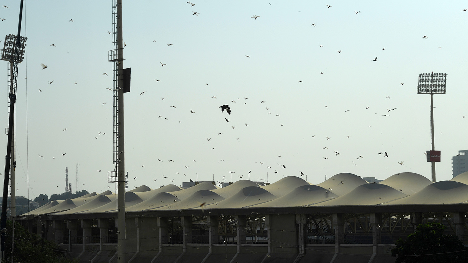 In this file photo, locusts fly over the National Cricket Stadium in the Pakistan's port city of Karachi on Nov. 11, 2019. (AFP)