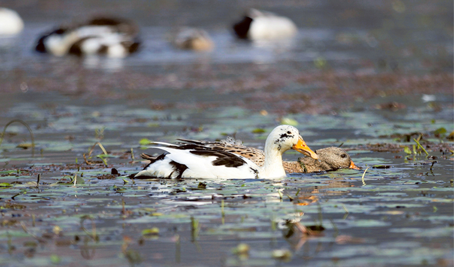 China to send ‘duck army’ to help Pakistan fight locusts. (AP)