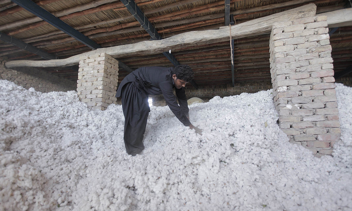 A boy checks raw cotton blooms collected by women cotton pickers, at a collection point in Meeran Pur village, north of Karachi September 26, 2014. (REUTERS)