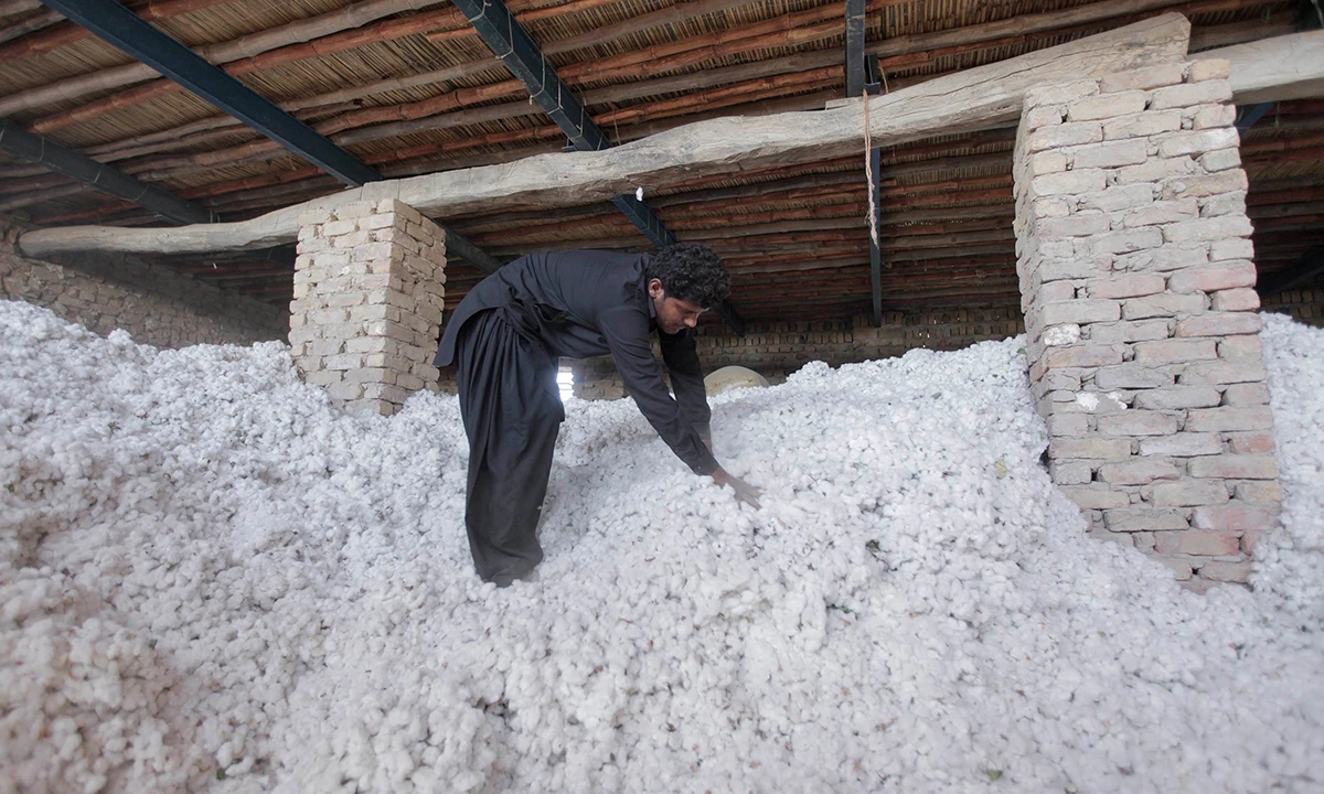 A boy checks raw cotton blooms collected by women cotton pickers, at a collection point in Meeran Pur village, north of Karachi September 26, 2014. (REUTERS)