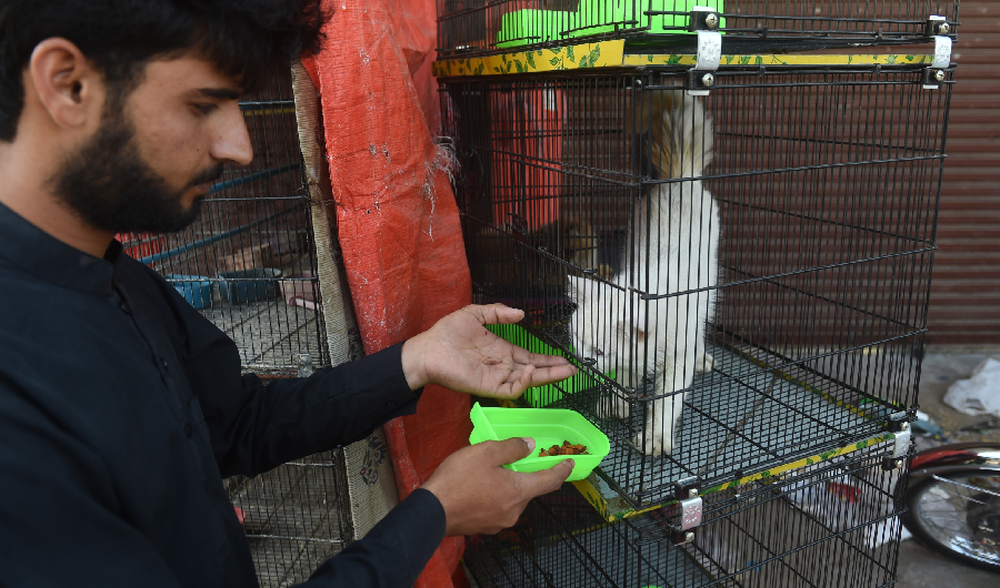 This photo taken on April 1, 2020 shows vendor Asmat Khan feeding a cat outside his closed shop during a government-imposed nationwide lockdown as a preventive measure against the COVID-19 coronavirus, in Karachi. (AFP)