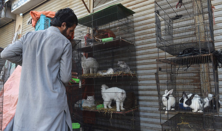 A vendor moves the cages of animals outside his closed shop during a lockdown in Karachi. Photo: (AFP)