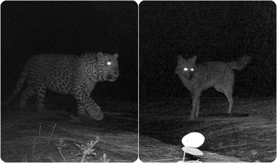 With humans in lockdown, wildlife thrives in Islamabad