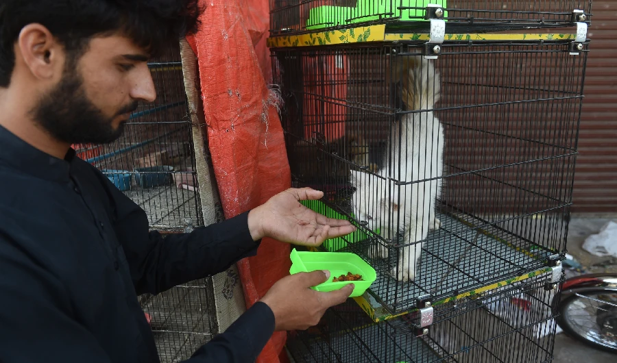 This photo taken on April 1, 2020 shows vendor Asmat Khan feeding a cat outside his closed shop during a government-imposed nationwide lockdown as a preventive measure against the COVID-19 coronavirus, in Karachi. (AFP)