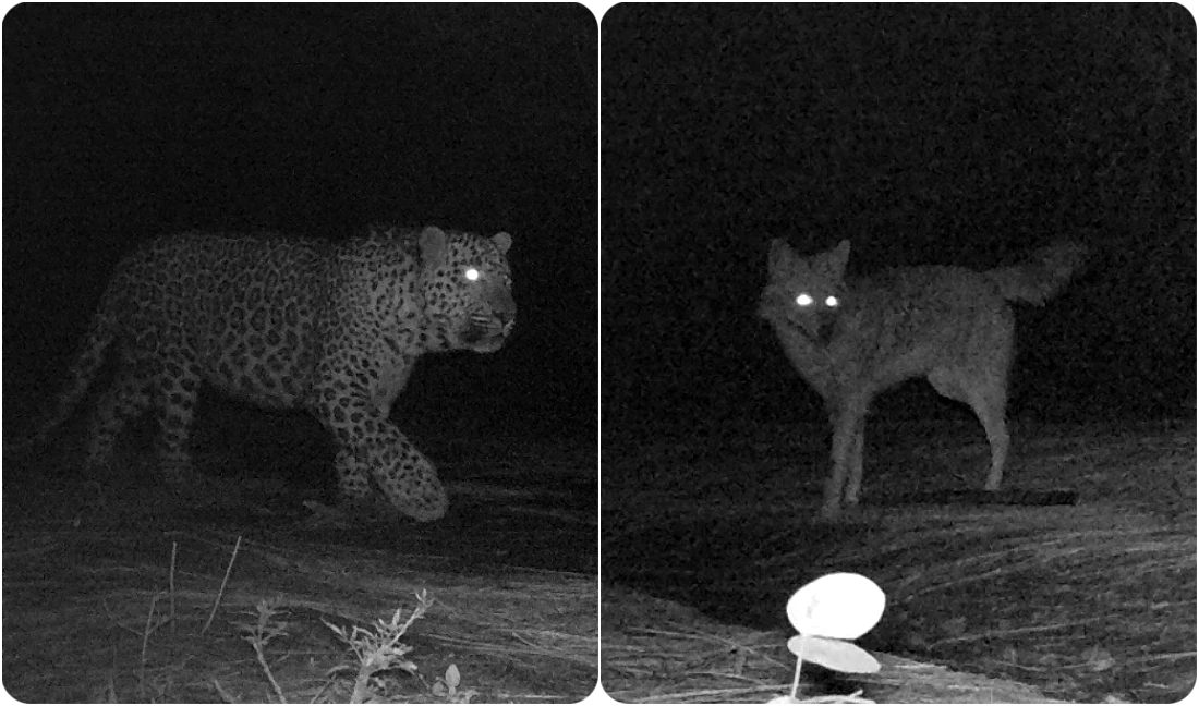 With humans in lockdown, wildlife thrives in Islamabad