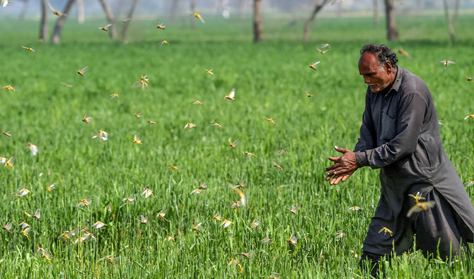 In this picture taken on February 23, 2020, a farmer tries to chase away locusts in Pipli Pahar village in Pakistan's central Punjab province. (AFP)