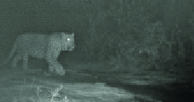 A leopard is spotted on camera at Margalla Hills National Park in Islamabad on March 26, 2020. (Photo courtesy: Islamabad Wildlife Management Board)