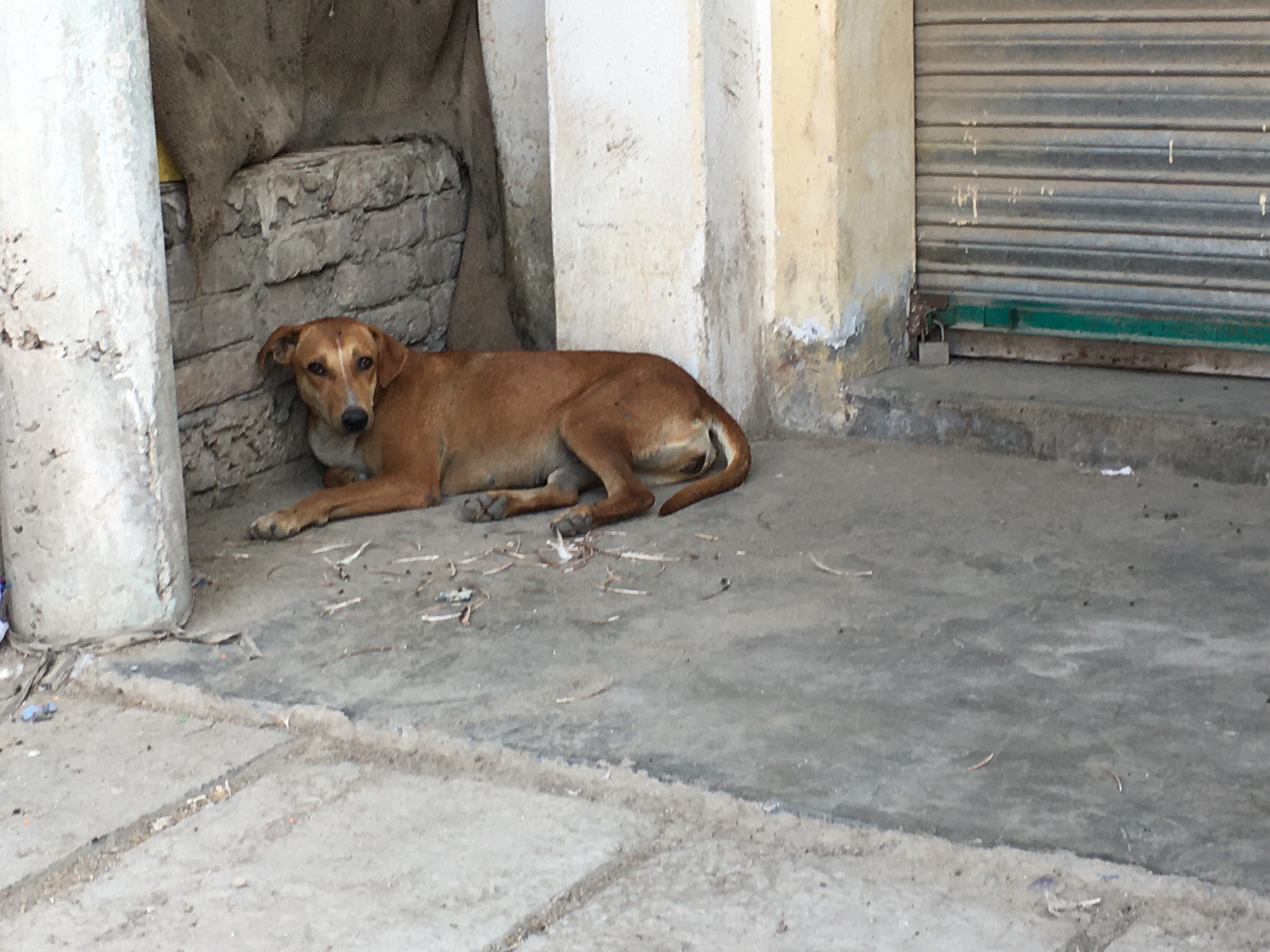 A stray dog in Peshawar rests in the shade of a building on May 31, 2020. (AN Photo)