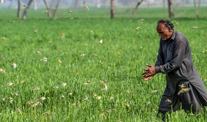 In this picture taken on February 23, 2020, a farmer tries to chase away locusts in Pipli Pahar village in Pakistan's central Punjab province. (AFP)