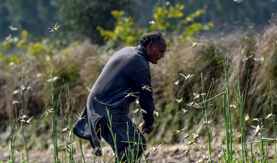 In this photo taken on February 23, 2020, a farmer tries to chase away locusts in Pipli Pahar in Pakistan's central Punjab province. (AFP)