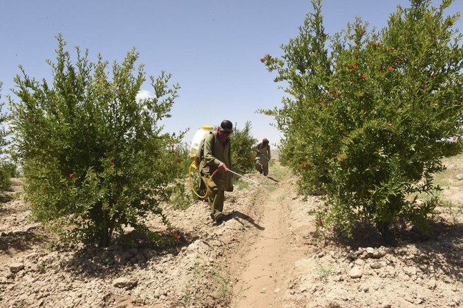 Agriculture officials spray pesticides to kill desert locusts, the most destructive of the locust species, in a field in Pishin district of Pakistan on May 14, 2020. (AFP)