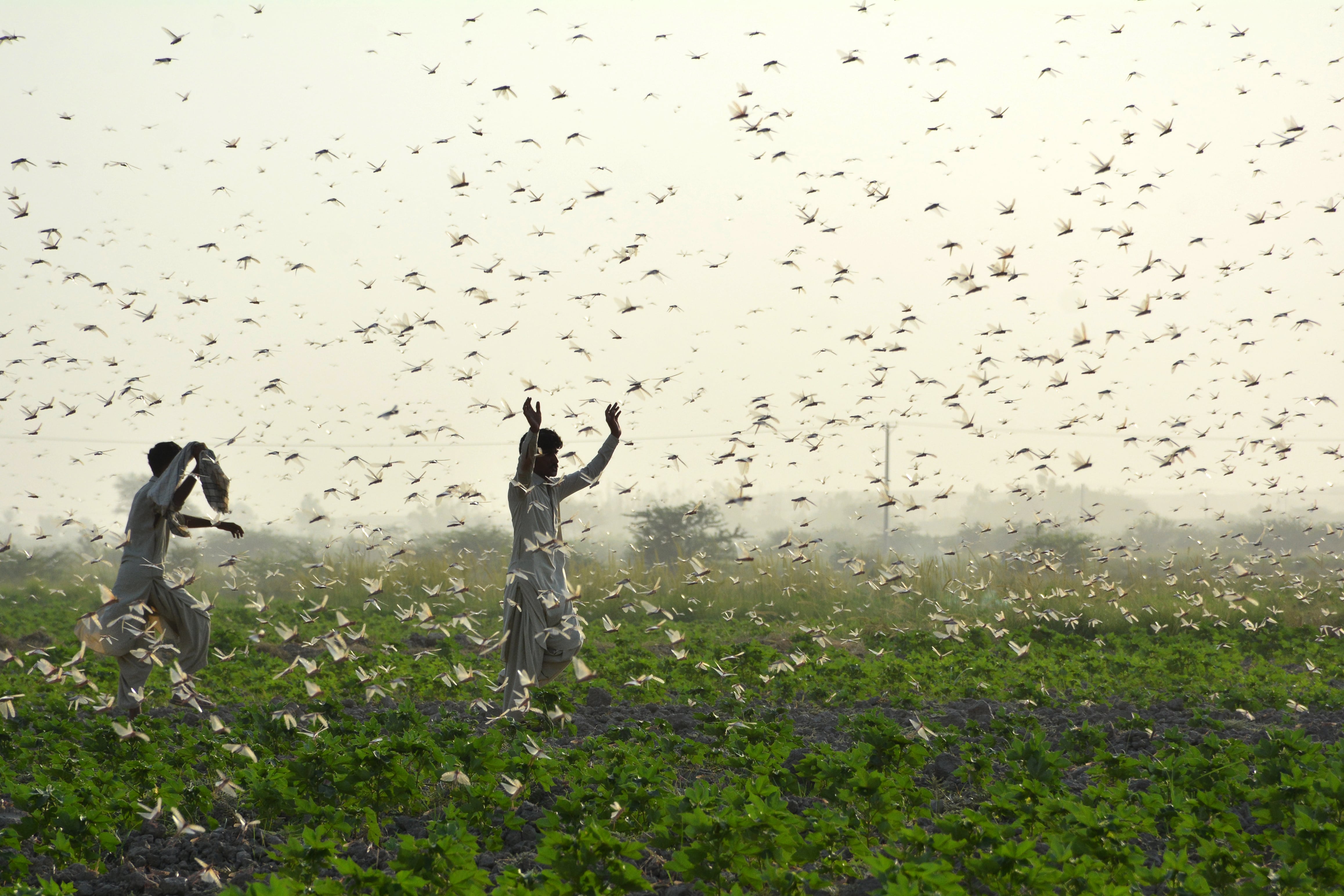Farmers try to scare away a swarm of locusts from a field on the outskirts of Sukkur in southern Sindh province on July 1, 2020. (AFP)