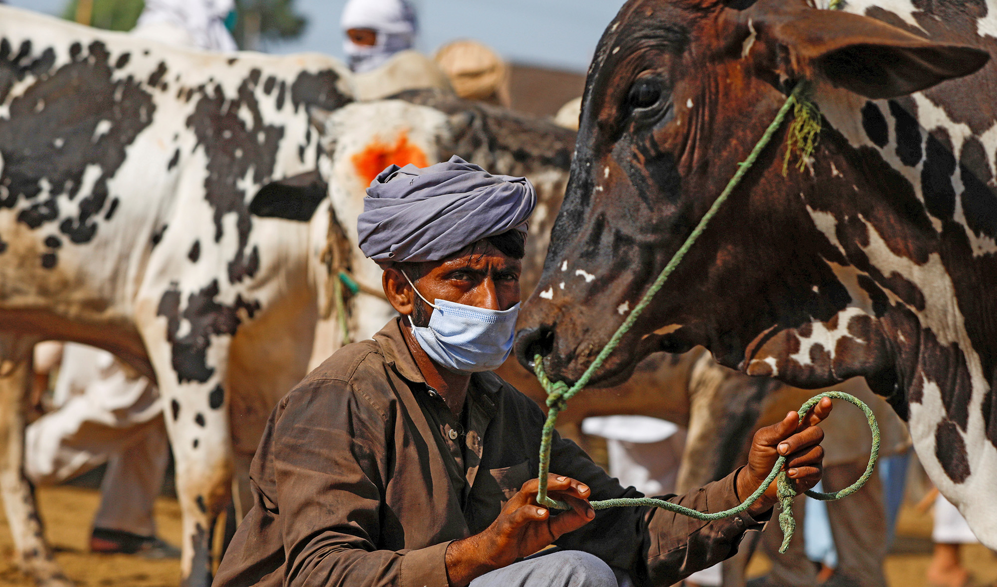 A man wears a protective mask as he sells cows for the upcoming Eid Al-Adha sacrifice, at the cattle market, as the spread of the coronavirus disease (COVID-19) continues, in Peshawar on July 7, 2020. (REUTERS)
