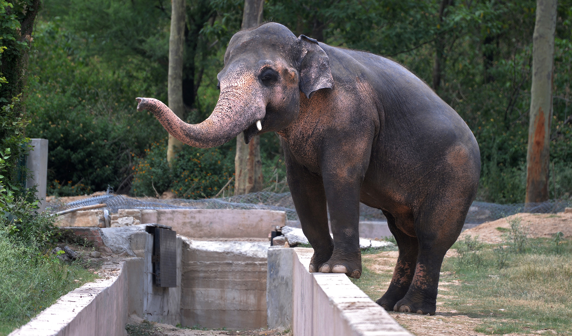 This photograph taken on June 30, 2016, shows Kaavan the elephant next to a moat at the Marghazar Zoo in Islamabad. Music icon Cher shared her delight after a Pakistani court ordered freedom for a lonely elephant, who had become the subject of a high-profile rights campaign backed by the US singer. (AFP)