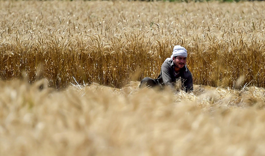 A farmer harvests wheat crops in a field in Peshawar on May 2, 2020. In 2020, Pakistan registered wheat production deficit of 1.5 million metric tons, which officials say has pushed the commodity's price up in the open market. (AFP)