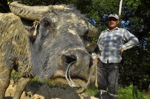 A shepherd is seen with his buffalo at Labuan, Malaysia on March 16, 2010. (Reuters)