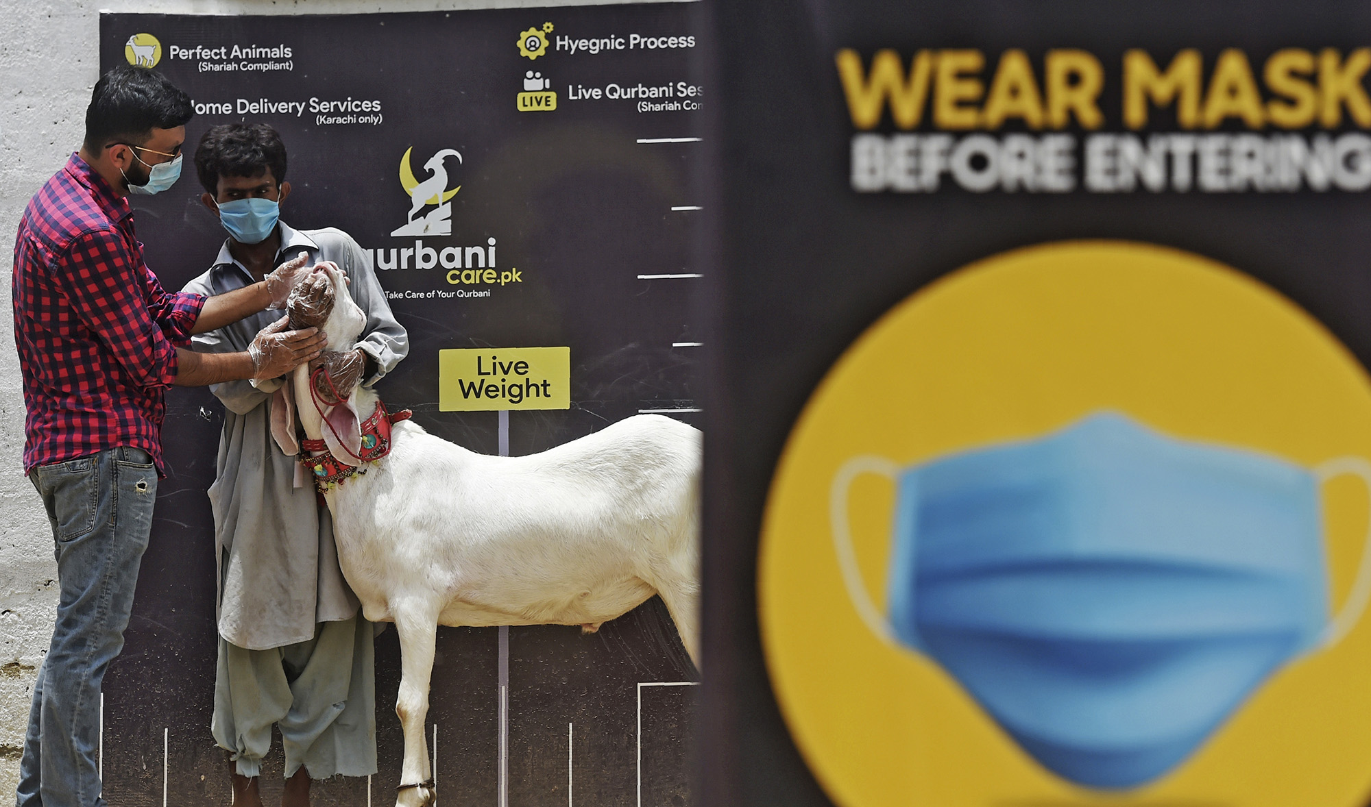 In this picture taken on July 22, 2020 Yasir Iqbal, left, who runs a website that sells goats through online to customers, checks the teeth of a goat ahead of the Muslim festival Eid al-Adha or the 'Festival of Sacrifice', at a farm in Pakistan's port city of Karachi. (AFP photo)